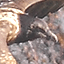Lammergeier