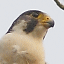 Peregrine Falcon
