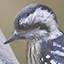 Grey-capped Pygmy Woodpecker, Dendrocopos canicapillus