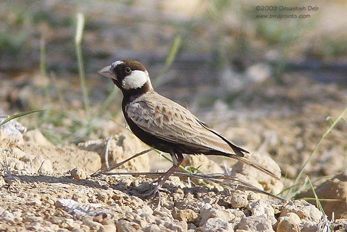 Black-crowned Sparrow Lark, Eremopterix nigriceps; Pls click for a larger popup