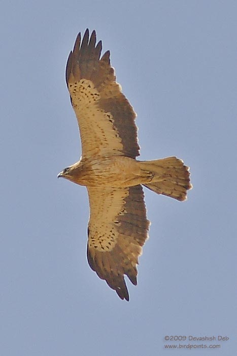 Booted Eagle, Hieraaetus pennatus; Pls click for a larger popup