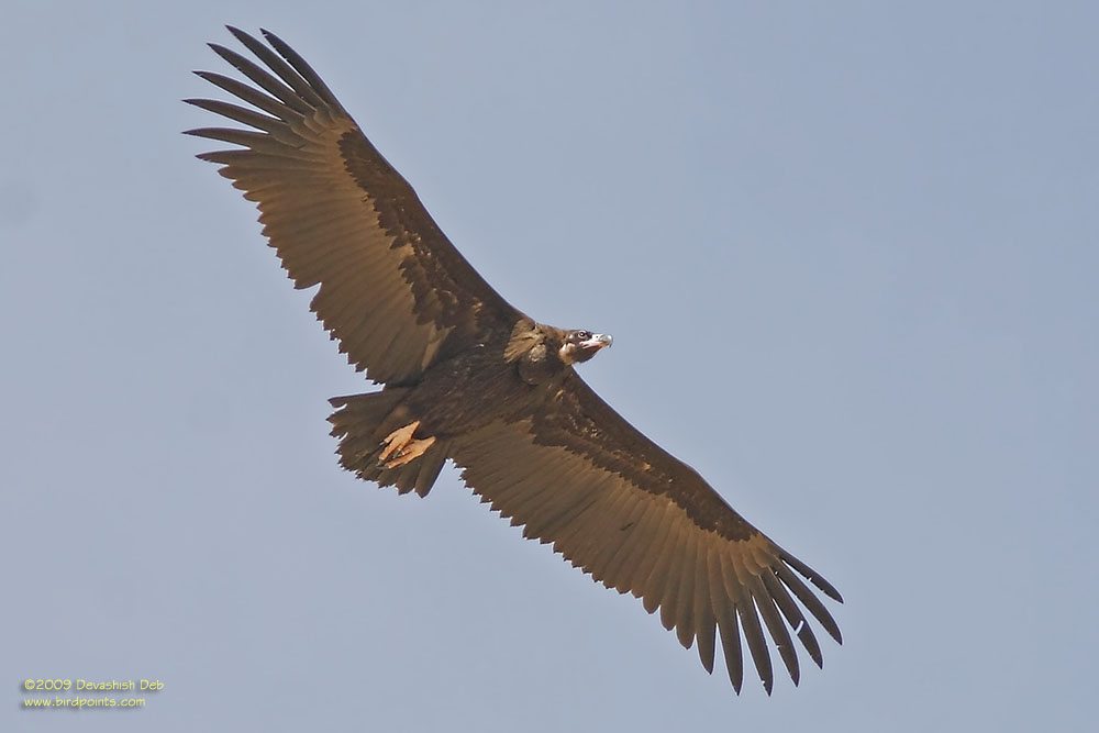 Cinereous Vulture, Aegypius monachus; Pls click for a larger popup