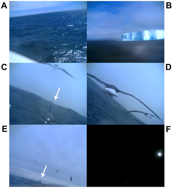 Albatross camera reveals Killer Whale association