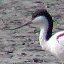 Pied Avocet
