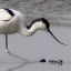 Pied Avocet