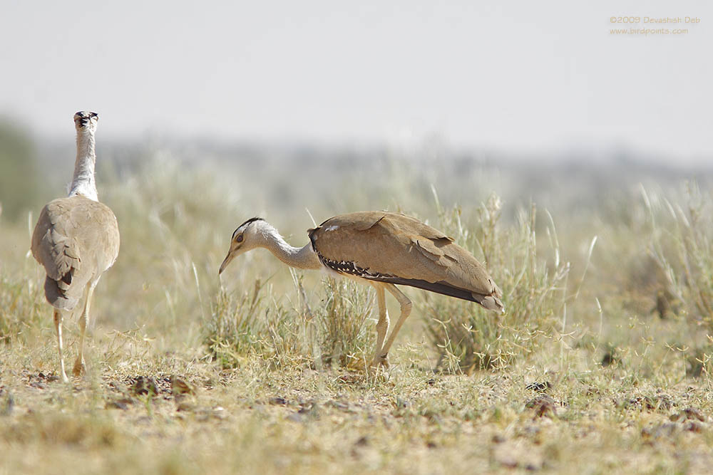 Indian Bustard, Ardeotis nigriceps; Pls click for a larger popup