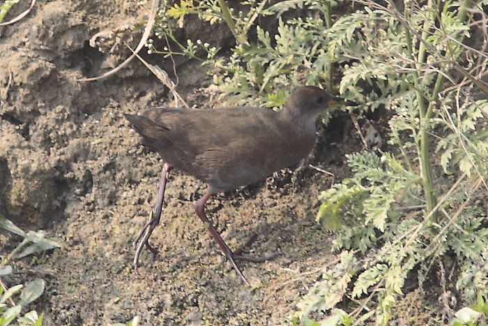Brown Crake, Amaurornis akool