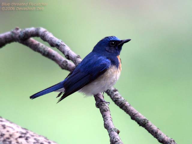 Blue-throated Flycatcher, Male
