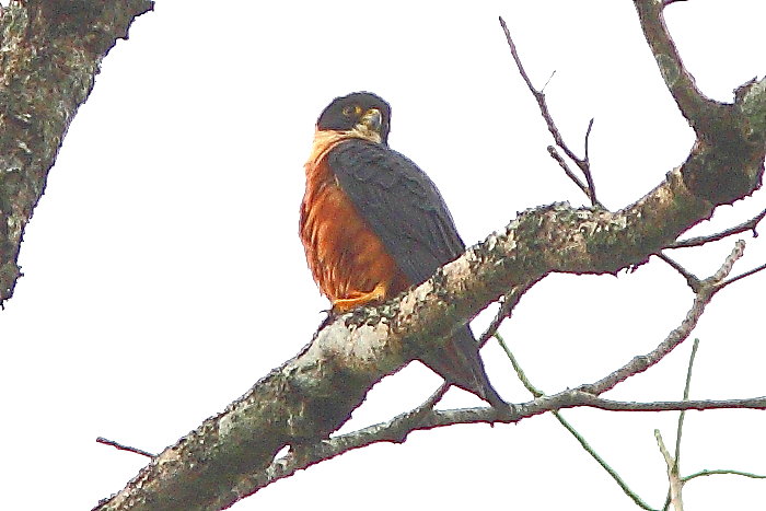 Oriental Hobby, Falco severus