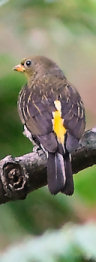 Yellow-rumped Honeyguide, Indicator xanthonotus