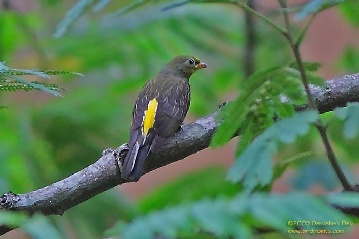 Yellow-rumped Honeyguide, Indicator xanthonotus, Adult