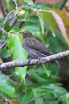 Yellow-rumped Honeyguide, Indicator xanthonotus