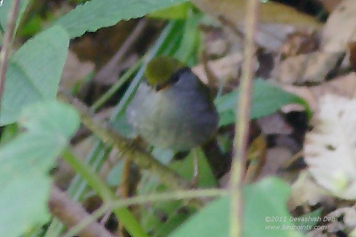Grey-bellied Tesia, Tesia cyaniventer