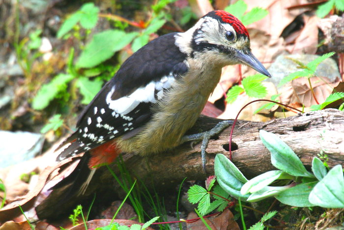 Himalayan Woodpecker, Dendrocopos himalayensis