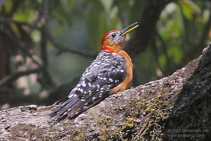 Rufous-bellied Woodpecker, Dendrocopos hyperythrus marshalli