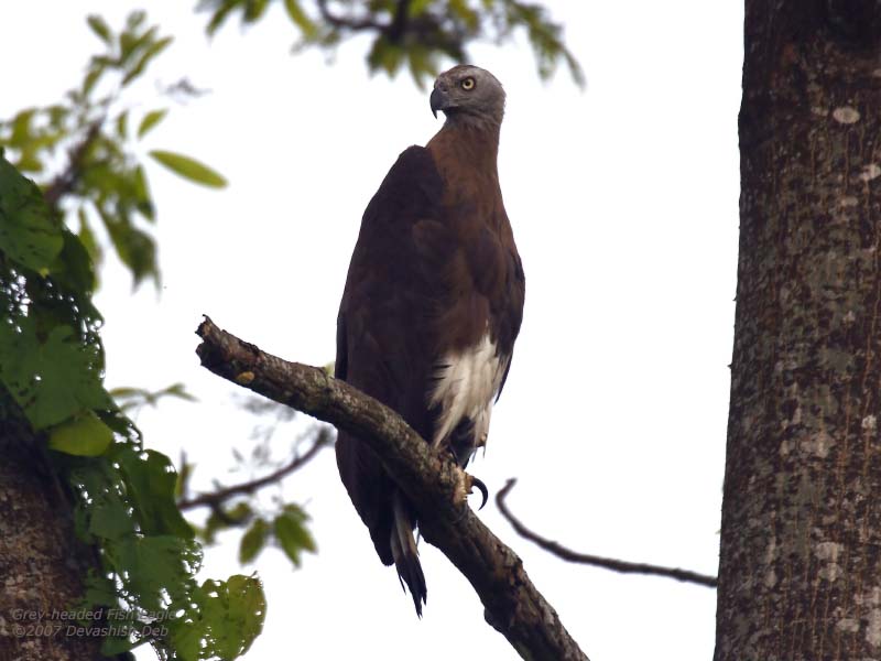 Grey-headed Fish Eagle, Icthyophaga ichthyaetus