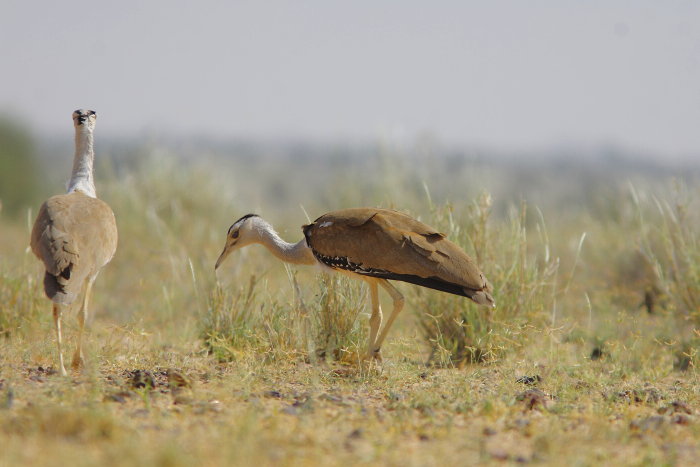 Great Indian Bustard, Ardeotis nigriceps