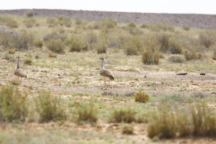 Great Indian Bustard, Ardeotis nigriceps