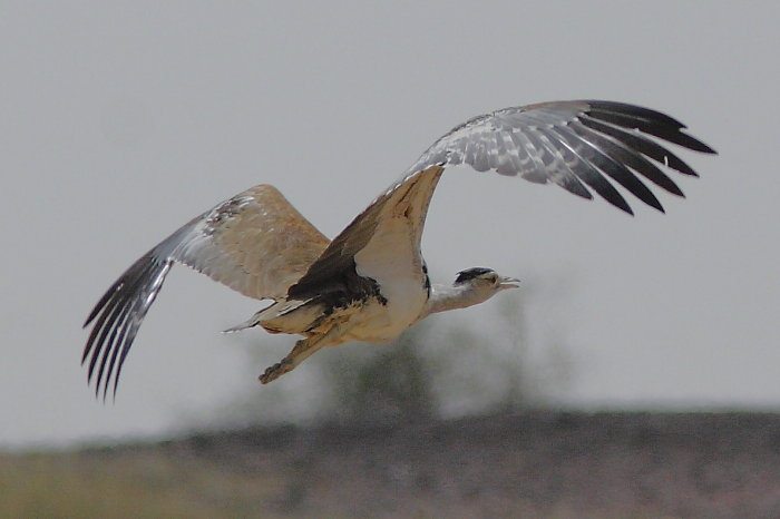 Great Indian Bustard, Ardeotis nigriceps