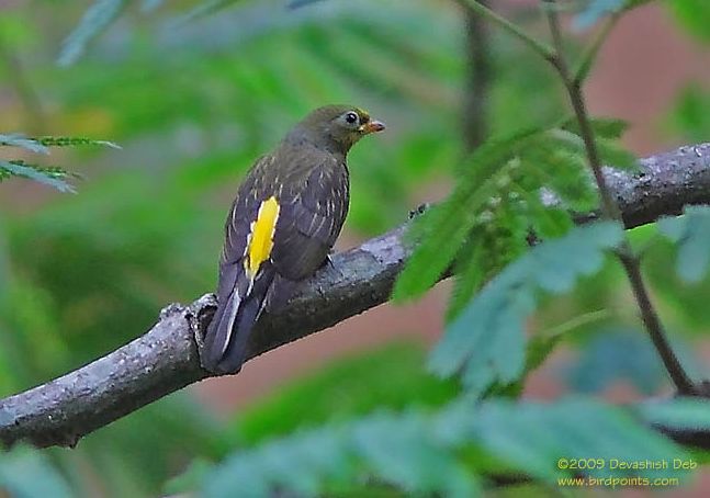 Yellow-rumped Honeyguide, Indicator xanthonotus xanthonotus