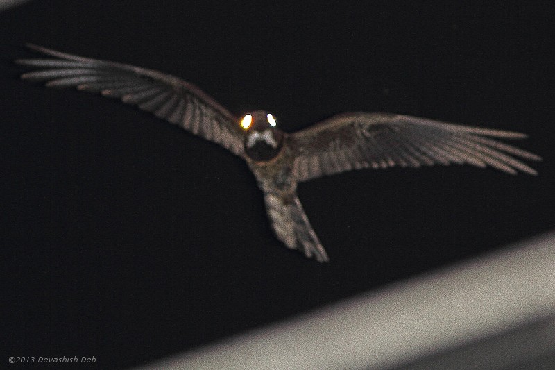 Great Eared Nightjar, Eurostopodus macrotis