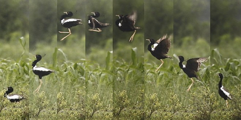 Lesser Florican, Sypheotides indicus