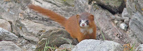 Himalayan Weasel