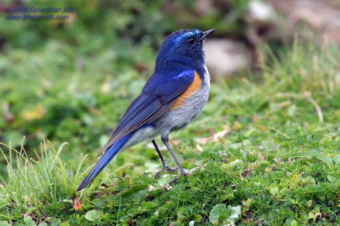 Orange-flanked Bush Robin, Male