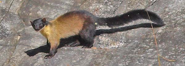 Yellow-throated Marten