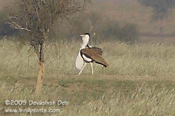 Indian Bustard, Ardeotis nigriceps; Pls click for a larger popup
