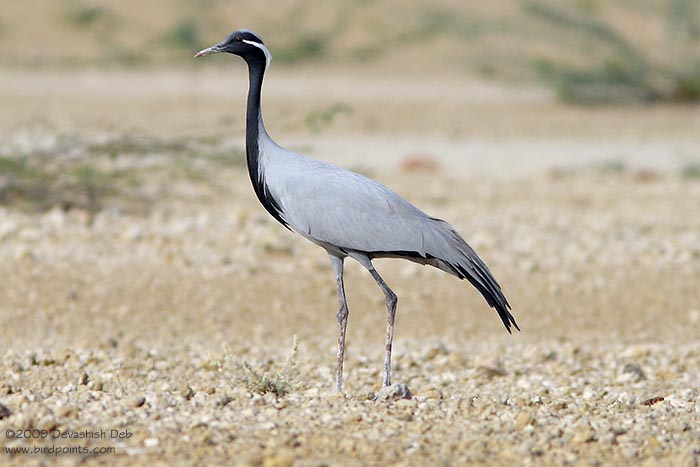 Demoiselle Crane, Grus virgo; Pls click for a larger popup