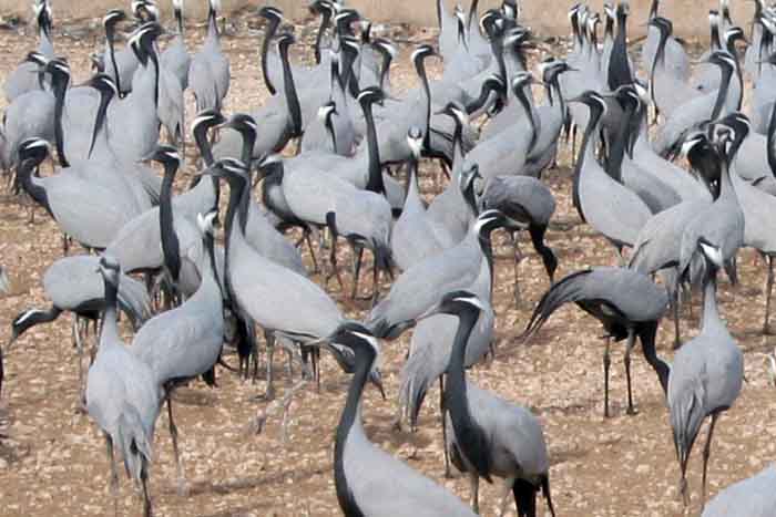 Demoiselle Crane, Grus virgo; Pls click for a larger popup