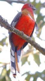 Red-headed Trogon