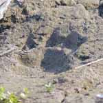 Tiger pugmark