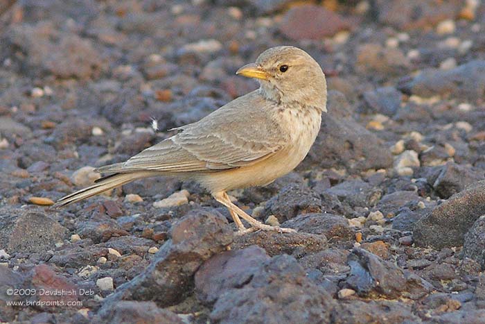 Desert Lark, Ammomanes deserti; Pls click for a larger popup