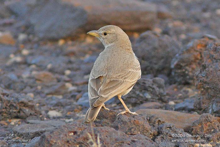 Desert Lark, Ammomanes deserti; Pls click for a larger popup