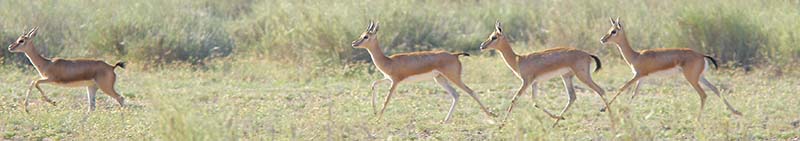 Chinkara (Gazella bennettii) group in the Desert National Park at Sudashri