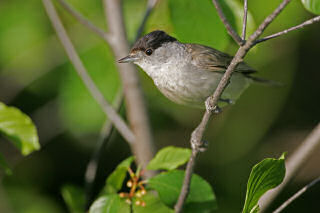 Eurasian Blackcap