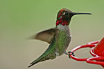 Anna's Hummingbird, Calypte anna