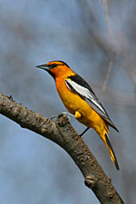 Bullock's Oriole, Icterus bullockii