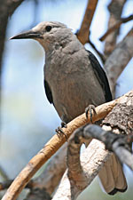 Clark's Nutcracker, Nucifraga columbiana