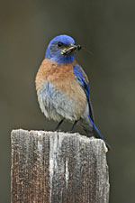 Western Bluebird, Sialia mexicana