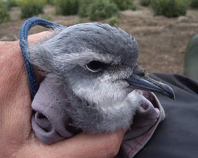 Thin-billed Prion