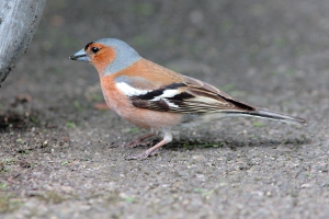 Chaffinch