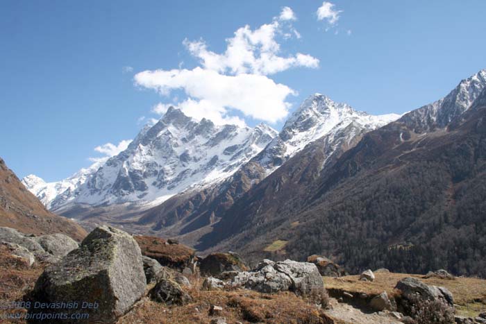 Habitat of Alpine Accentor, Prunella collaris whymperi 