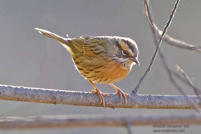 Rufous-breasted Accentor, Prunella strophiata