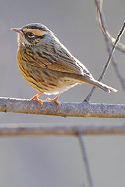 Rufous-breasted Accentor, Prunella strophiata