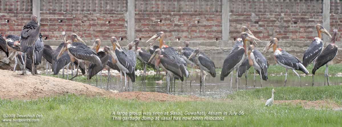 Greater Adjutant Group