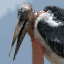 Greater Adjutant