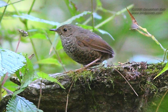 Scaly-breasted Wren Babbler